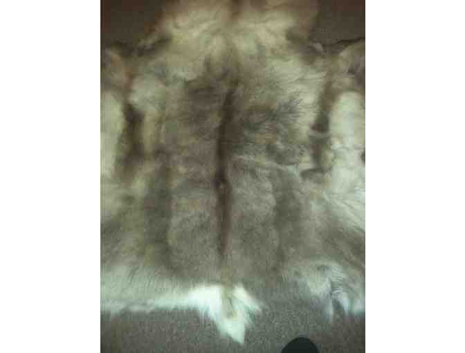 Beautiful Deer Hide