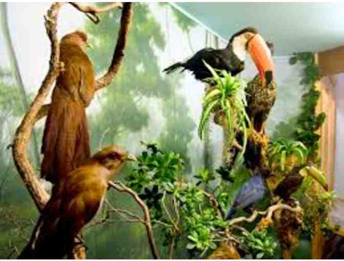 Encounter wildlife with two (2) admission passes to the International Wildlife Museum.