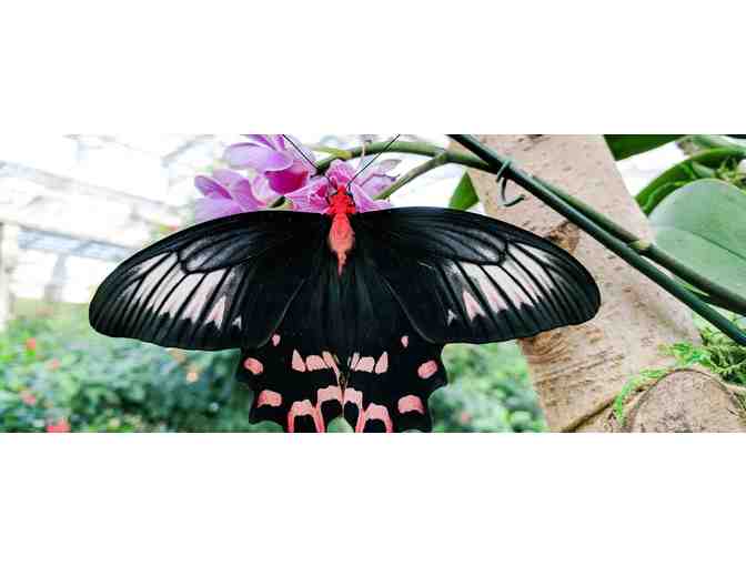 Explore the wonders of butterflies with Four (4) Admission Tickets to Butterfly Wonderland