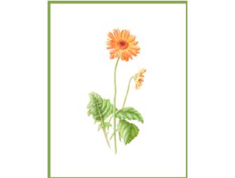 Botanical Print - choose from 9 (signed)