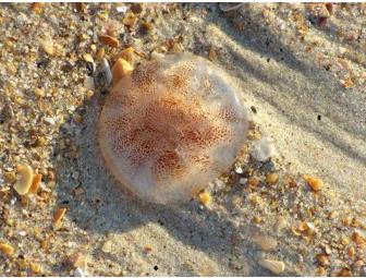 Outer Banks Beaches Notecards