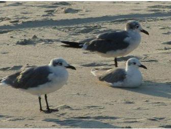 Outer Banks Beaches Notecards