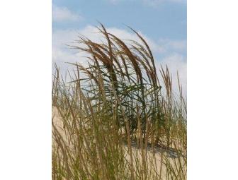 Outer Banks Beaches Notecards