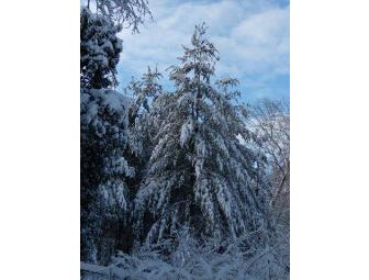 Western North Carolina Winter Notecards