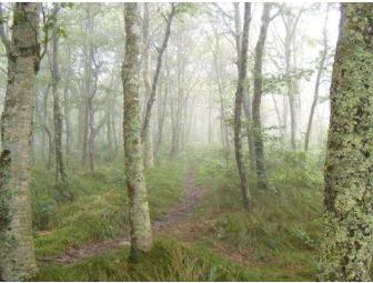 Western North Carolina Fog Notecards