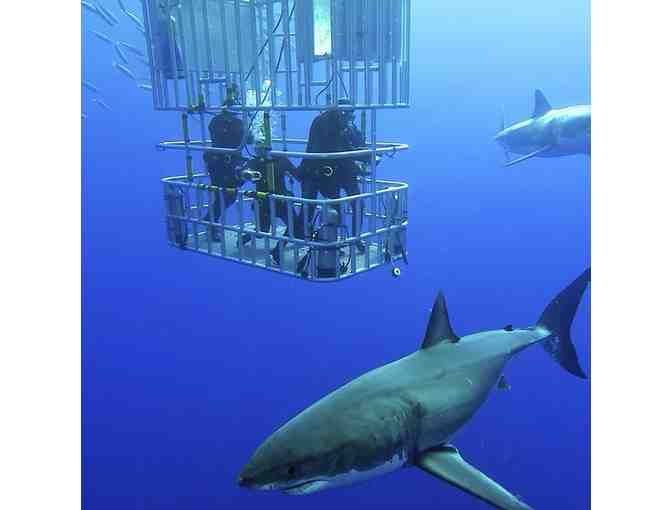 Great White Shark Diving for (1) with a 2-night Stay at Hyatt Fishermans Wharf for (2)