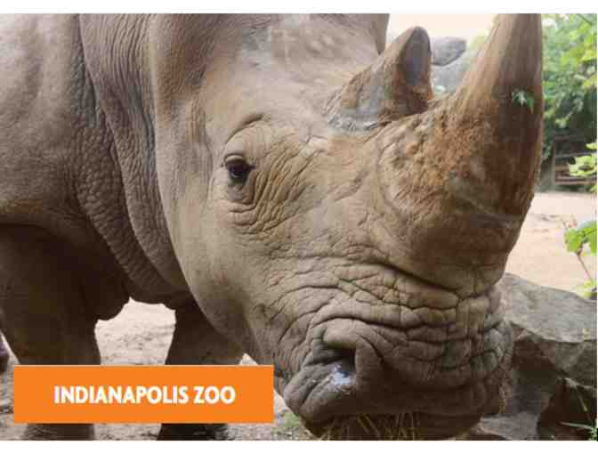 Behind the Scenes with the Rhinos at the Indianapolis Zoo! - Photo 1