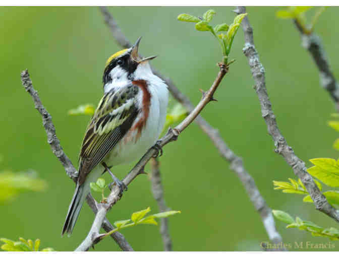 Guided Morning of Spring Birding with North House Instructor Ann Russ