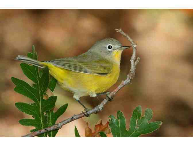 Guided Morning of Spring Birding with North House Instructor Ann Russ