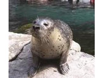 'Take a Dip with the Seals' at the New England Aquarium Packet