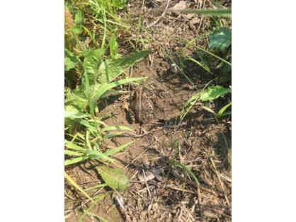 Tour the NSUC Native Prairie Garden!