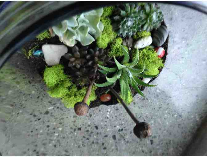 Succulent terrarium