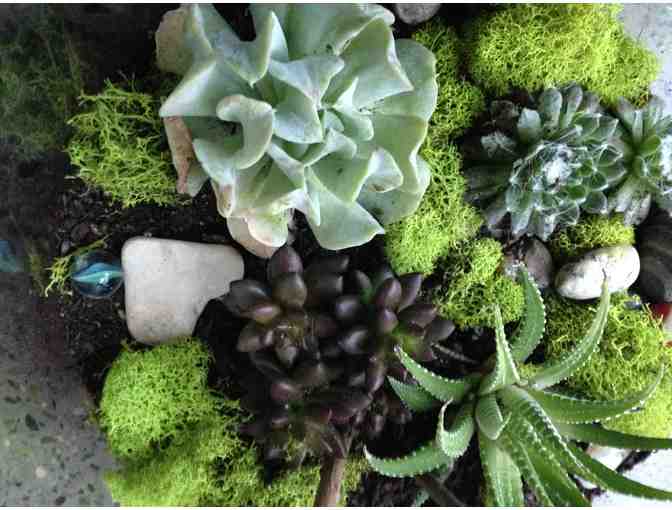 Succulent terrarium