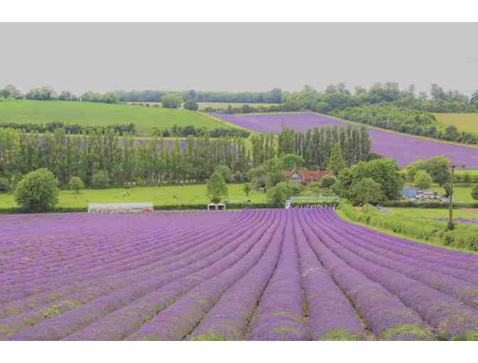 Seven Oaks Lavender Farm - 4 Entry Passes