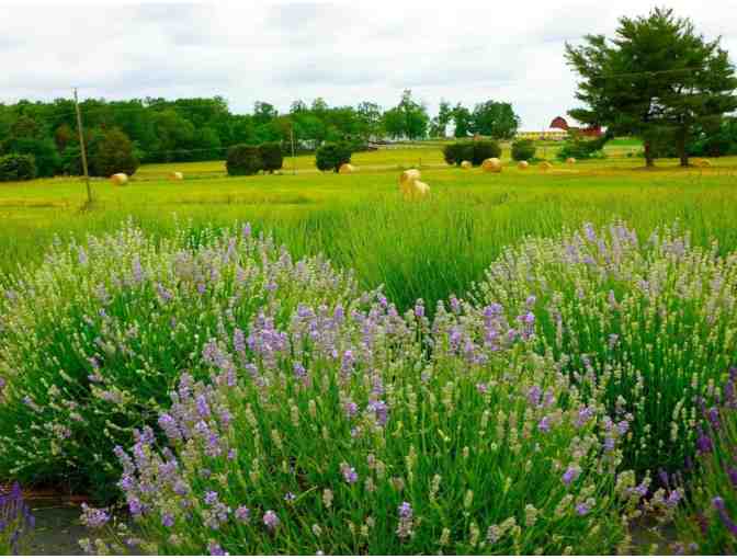 Seven Oaks Lavender Farm - 4 Entry Passes