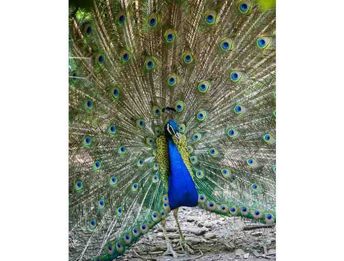 Catoctin Wildlife Preserve and Zoo - 2 Tickets