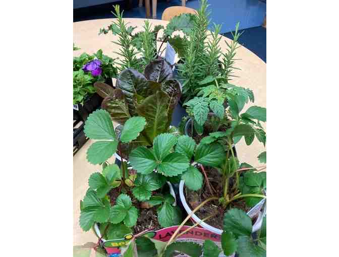 Bayou Room Herb Planter