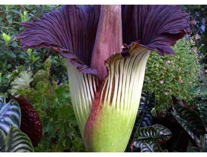 Exploring Pittsburgh's Green Oasis . . .at the Phipps Conservatory and Botanical Gardens