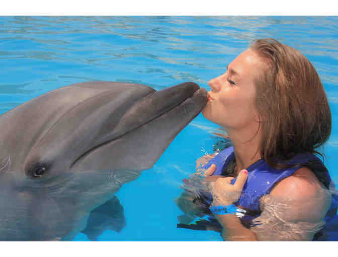 Dolphin Signature swim at Dolphin Discovery for 2 persons (cert.2)