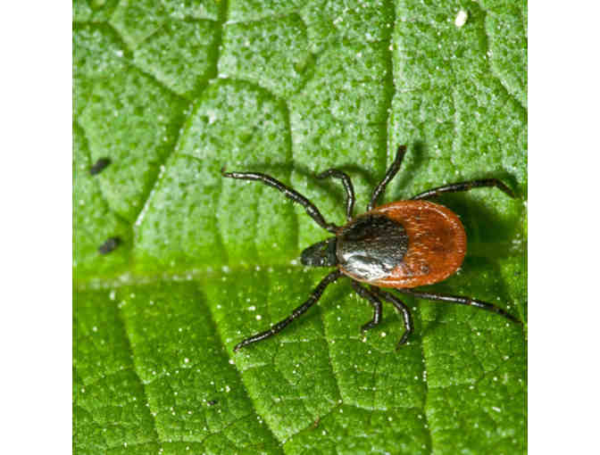 Tick Spray Yard Treatment - Photo 1