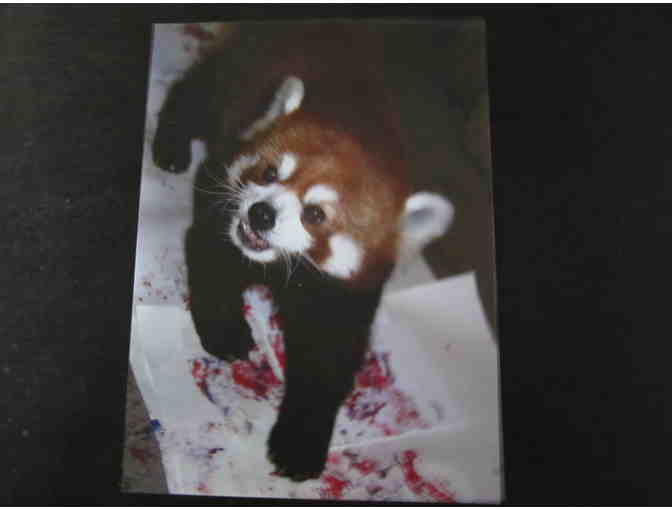 Red Panda Paw Painting with Photo of Liwu