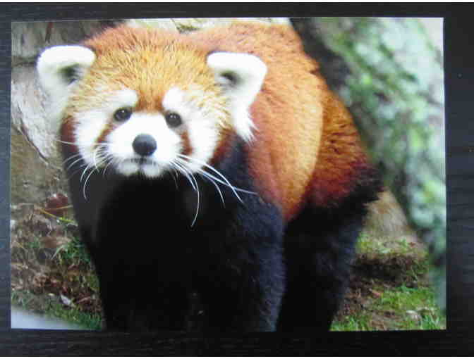 Red Panda Paw Painting by Sha-lei with Photo