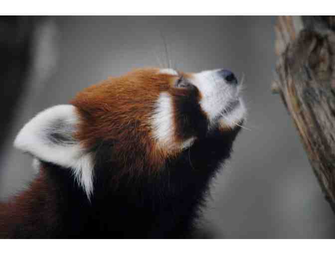 Edmonton Valley Zoo Red Panda VIP Experience