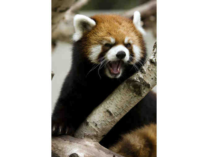 Edmonton Valley Zoo Red Panda VIP Experience