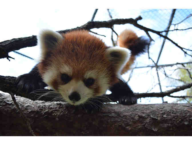 Assiniboine Park Zoo Red Panda VIP Experience