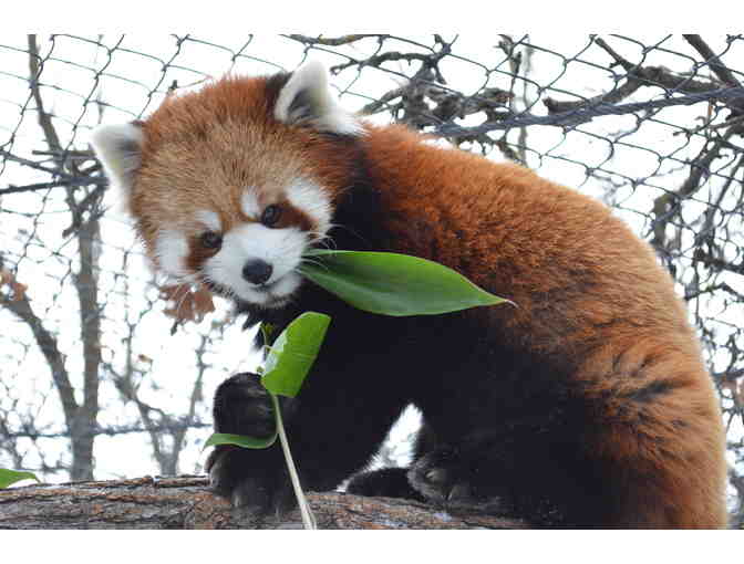 Assiniboine Park Zoo Red Panda VIP Experience