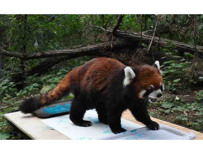 Assiniboine Park Zoo Red Panda VIP Experience