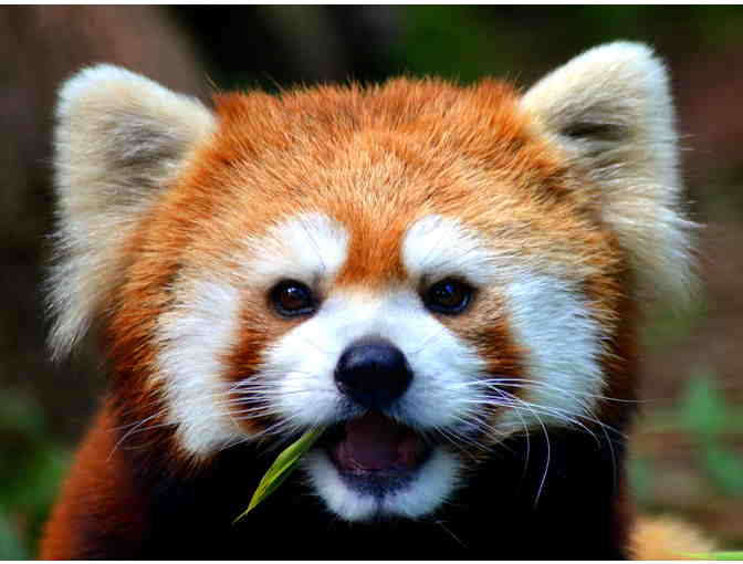 Toronto Zoo Red Panda VIP Experience