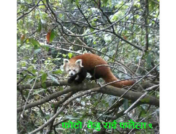 Red Panda Network Ecotrip 'Founder's Tour'  in Nepal