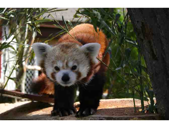 Zoo New England Red Panda VIP Experience