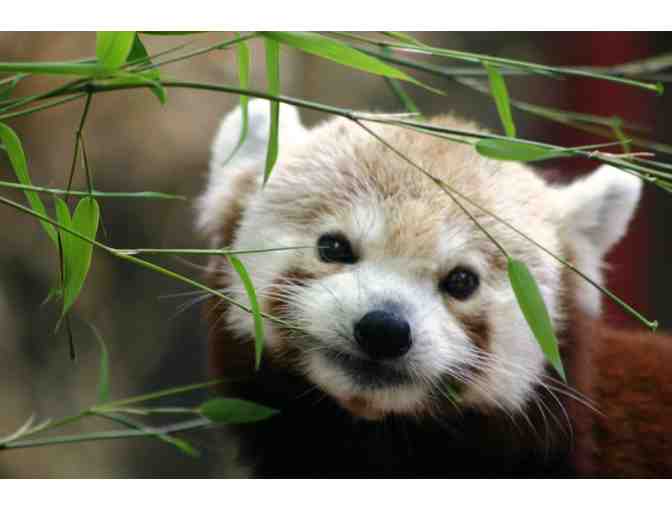 Zoo New England Red Panda VIP Experience