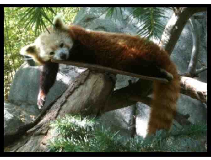 Red Panda Encounter for 10 at the Sacramento Zoo!