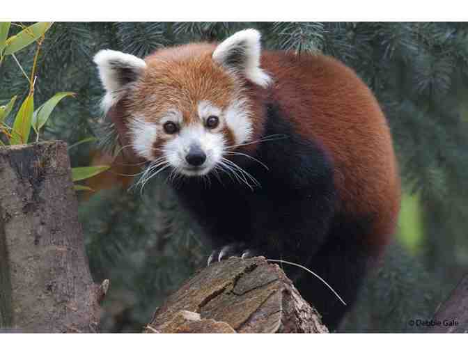 Red Panda Encounter for 10 at the Sacramento Zoo!