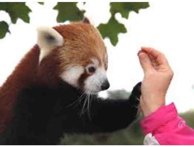 Red Panda Experience at Paradise Park