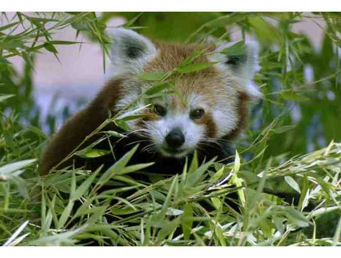 Behind the Scenes Tour at Rotterdam Zoo