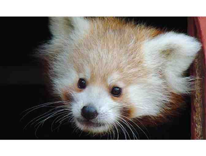 Zoo New England Red Panda VIP Experience