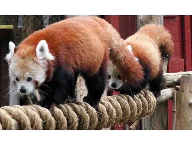 Zoo New England Red Panda VIP Experience