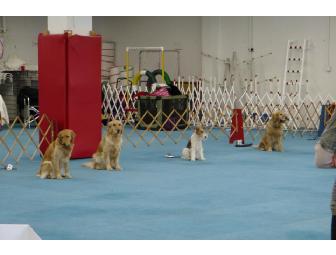 PORT CHESTER OBEDIENCE TRAINING CLUB