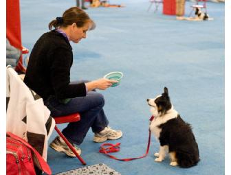 PORT CHESTER OBEDIENCE TRAINING CLUB