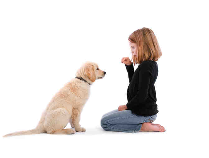 Teaching Tricks to Dogs & Kids Private Class from Empire Of The Dog Training