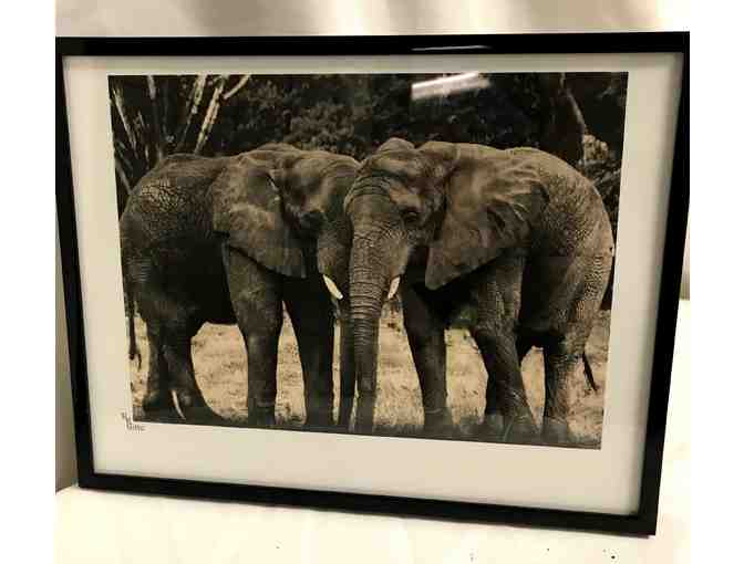 Kruger Wildlife Preserve - photograph by Ruth Gitto