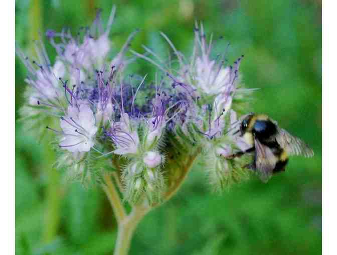 Feel the Buzz! A Tour of a Pollinator's Garden for 20 + Gifts, Plants and Books!