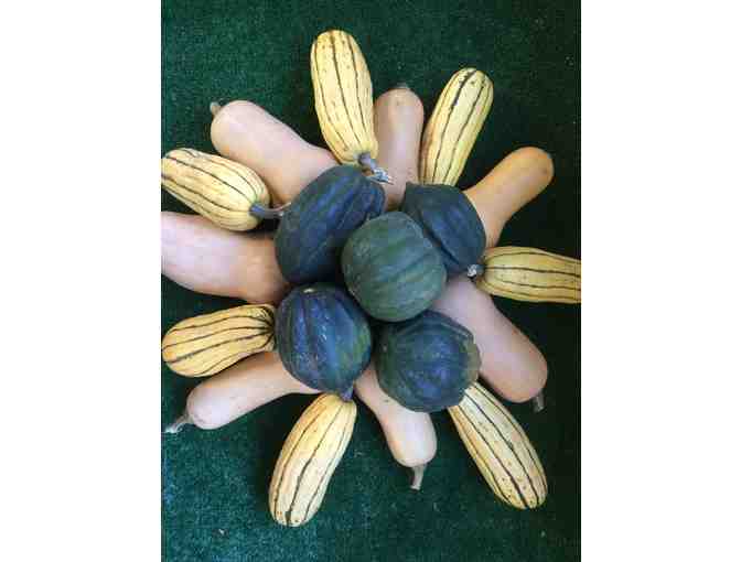 One Bushel of Mixed Squash from Good Earth Farm