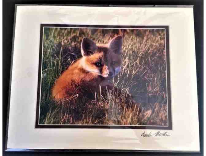 Fox Kit Photo by Amanda McGuire