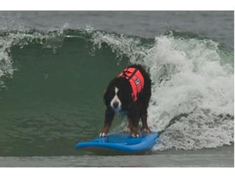 Surf with two of our Reality Star Dogs!! Offer for 2 people