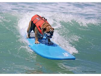 Surf with two of our Reality Star Dogs!! Offer for 2 people